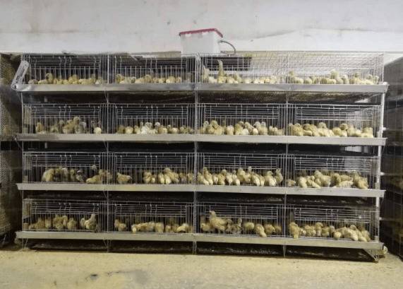 肉鸭的三种育雏方式_养鸭