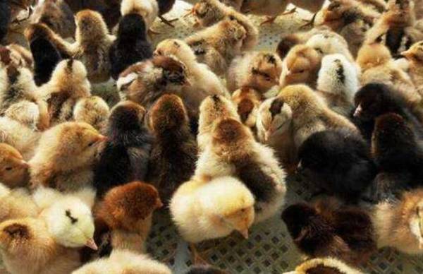 鸡育雏前的准备工作总结_养鸡