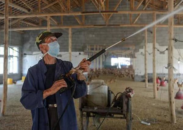 鸡舍的清洗与消毒方法_养鸡