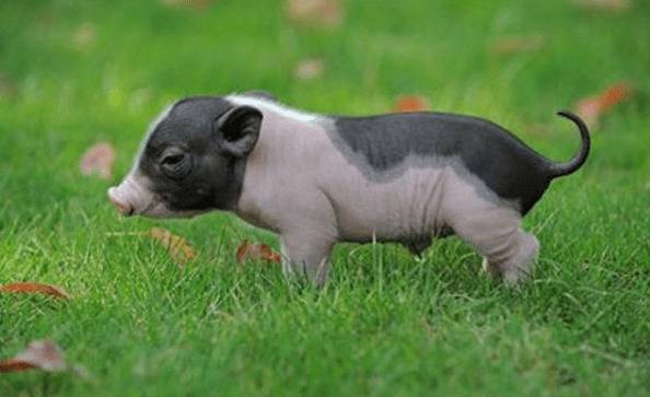 ���������೤����ٵ�25��_������ֳ