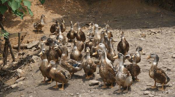 夏季养鸭怎么养,看看养鸭大户怎么说_养鸭