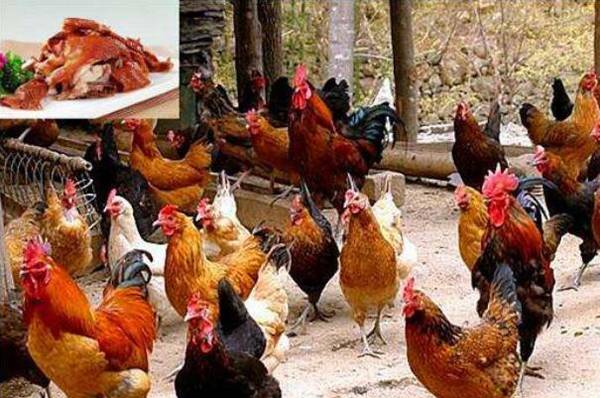 散养土鸡的常见品种_养鸡