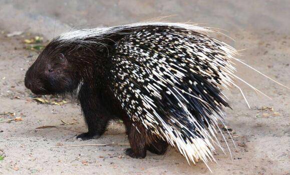 高产豪猪的饲喂原则_豪猪养殖