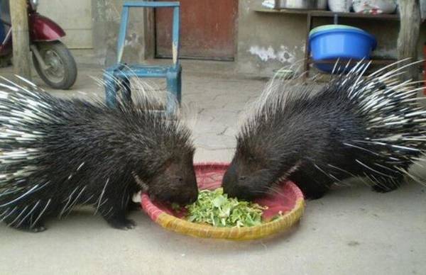 高产豪猪的饲喂原则_豪猪养殖