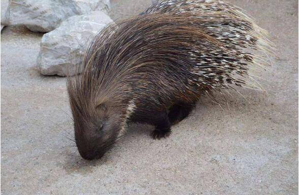 高产豪猪的饲喂原则_豪猪养殖