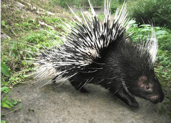 豪猪的生活习性_豪猪养殖