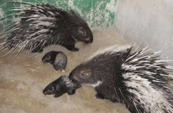 豪猪的天敌有哪些,豪猪的最大天敌是哪种动物_豪猪养殖