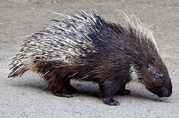 豪猪种苗多少钱一只,豪猪种苗价格行情_豪猪养殖