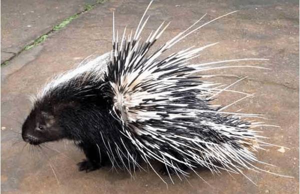 豪猪养殖的优势有哪些_豪猪养殖