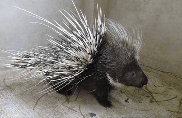 高产豪猪的饲喂原则_豪猪养殖