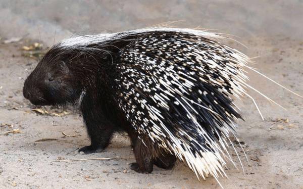 大蒜治疗豪猪白痢的方法_豪猪养殖