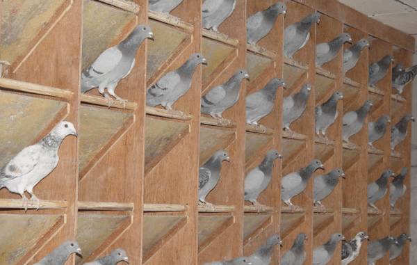 鸽子养殖的日常注意事项_养鸽