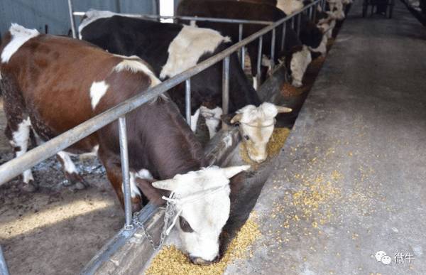 养牛的饲养陋习有哪些_养殖问答