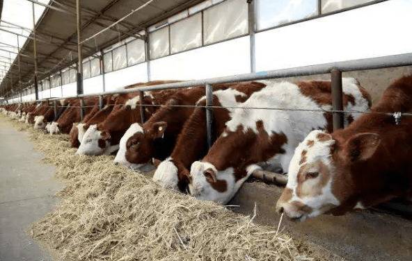 肉牛瘤胃的常见问题_养殖问答