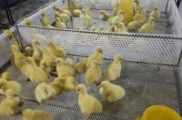 雏鸭的饮水与饲料管理要求_养鸭