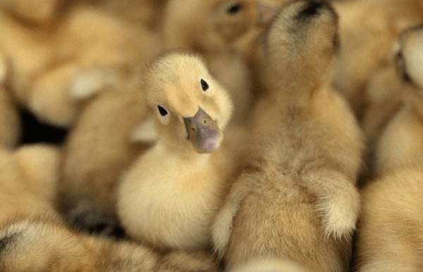 雏鸭的日常饮水管理要求_养鸭