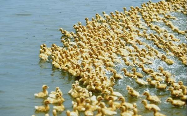 肉鸭育雏的饲养管理技术_养鸭
