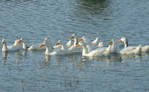 养鸭密度多少为好_养鸭