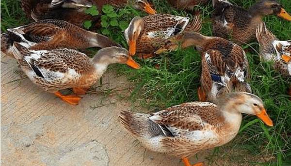 中山鸭的品种特点_养鸭