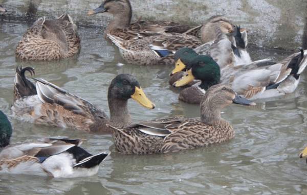 鸭常用饲料原料及营养成分组成_养鸭
