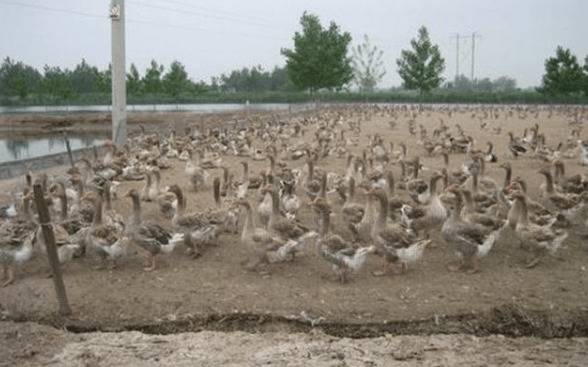 网上旱养肉鸭的饲料参考配方_养鸭