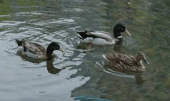 肉鸭用颗粒饲料喂食效果好_养鸭