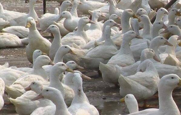 肉鸭采用阶段饲养的注意事项_养鸭