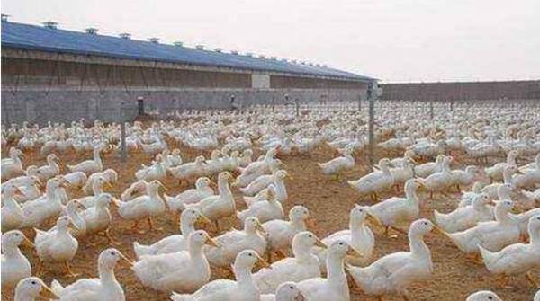 肉鸭饲养施行全进全出有什么好处_养鸭