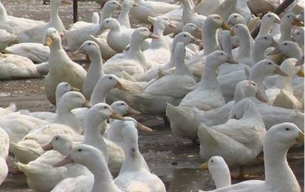 衡量肉鸭生产性能的六大指标_养鸭