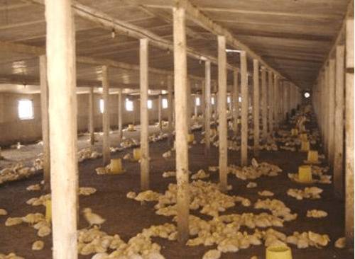 秋季蛋鸭的防寒工作_养鸭