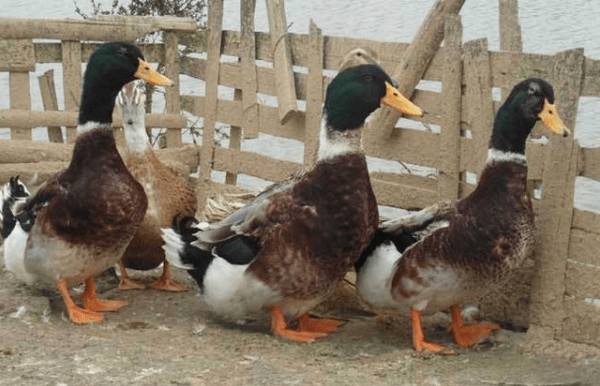 圈养蛋鸭的分群与密度管理_养鸭