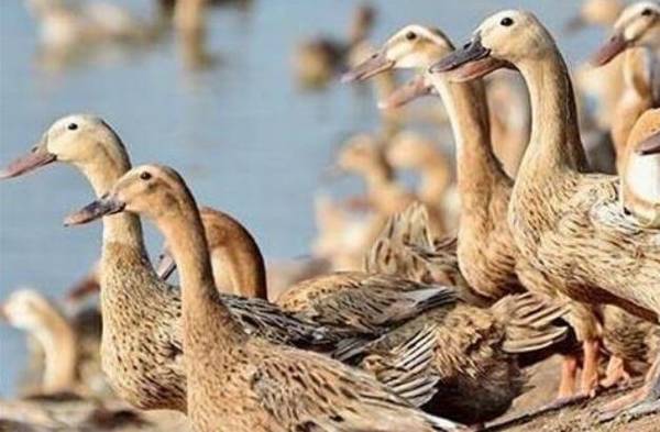 蛋鸭养殖的十大窍门,掌握一个,养鸭不求人_养鸭