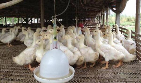 蛋鸭育雏期(0~6周)饲养管理技术_养鸭