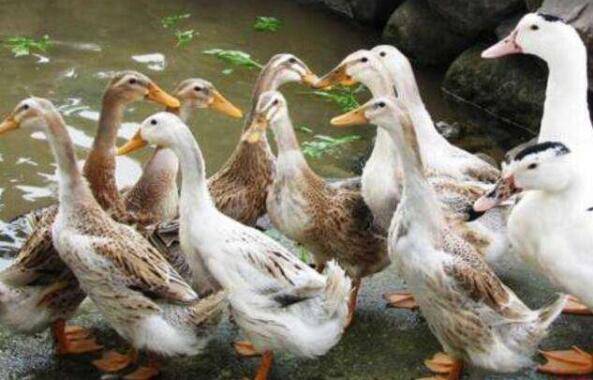蛋鸭圈养的饲料配制与饲喂要求_养鸭