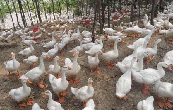 秋季蛋鸭的防寒工作_养鸭