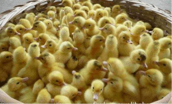 养鸭的经验技巧_养鸭