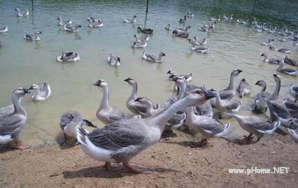 育成鹅饲料配方及育肥注意事项_养鹅