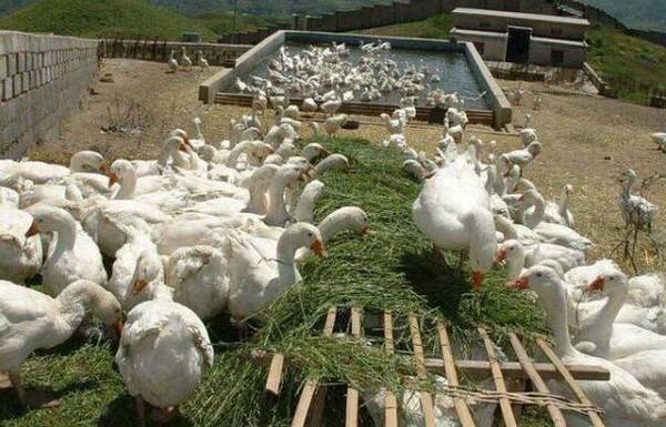养鹅舍饲育肥法的注意事项_养鹅