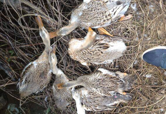鸭软脚病的二种情况,鸭软脚病的治疗方法_养鸭
