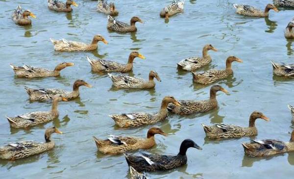 提高肉鸭成活率的四大要素_养鸭