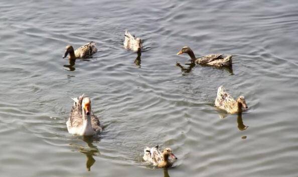肉鸭育雏的饲养管理技术_养鸭