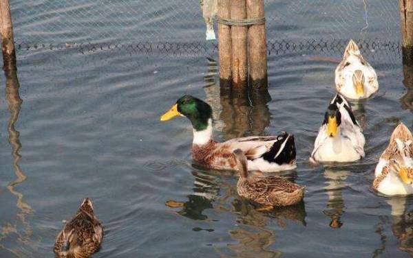 渔池养鸭一亩养多少只鸭子_养鸭