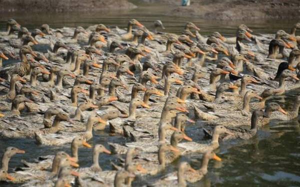 肉鸭歪头病的病因与防治方法_养鸭