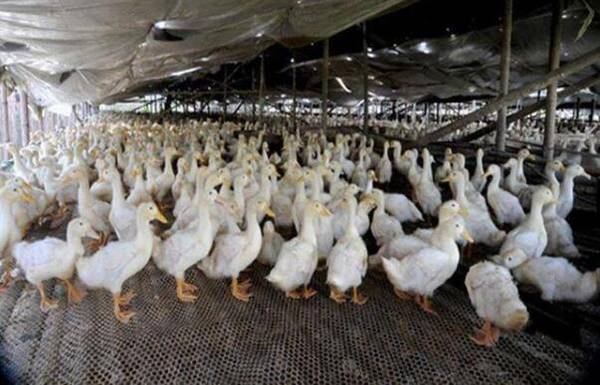 养鸭快速出栏的饲养方法_养鸭