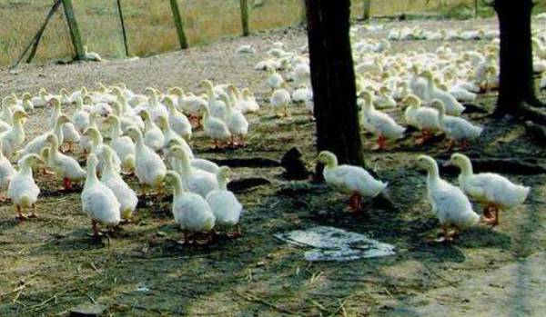 麻鸭育肥阶段的管理要求_养鸭