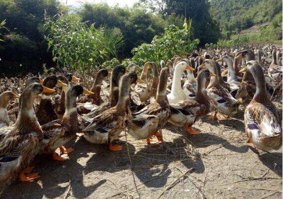 麻鸭常见疾病的预防工作_养鸭