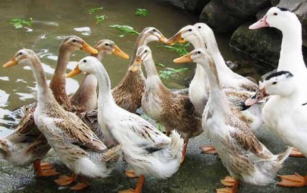 提高肉鸭成活率的四大要素_养鸭