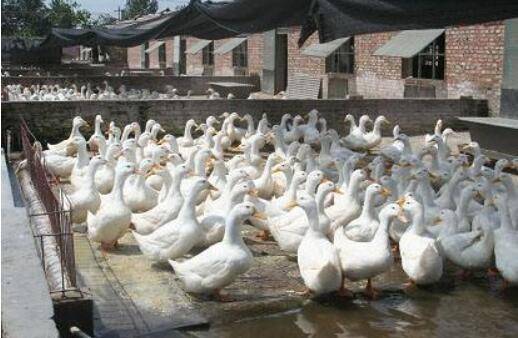 养鸭快速出栏的饲养方法_养鸭