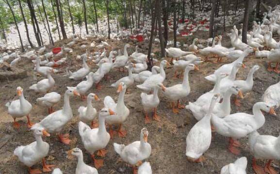 樱桃谷鸭各生长期的饲料配方_养鸭
