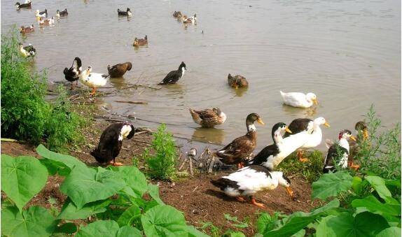 养鸭快速出栏的饲养方法_养鸭